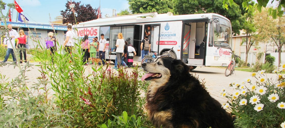  بلدية إسطنبول الكبرى تطرح خدمة الحافلة البيطرية” للعناية بحيوانات الشوارع