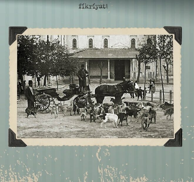  جمعية (حماية الحيوان) في الدولة العثمانية … أول جمعية من نوعها في التاريخ