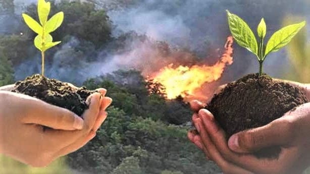 مرحلة التعافي | زراعة 100 مليون شتلة بعد حرائق الغابات في تركيا