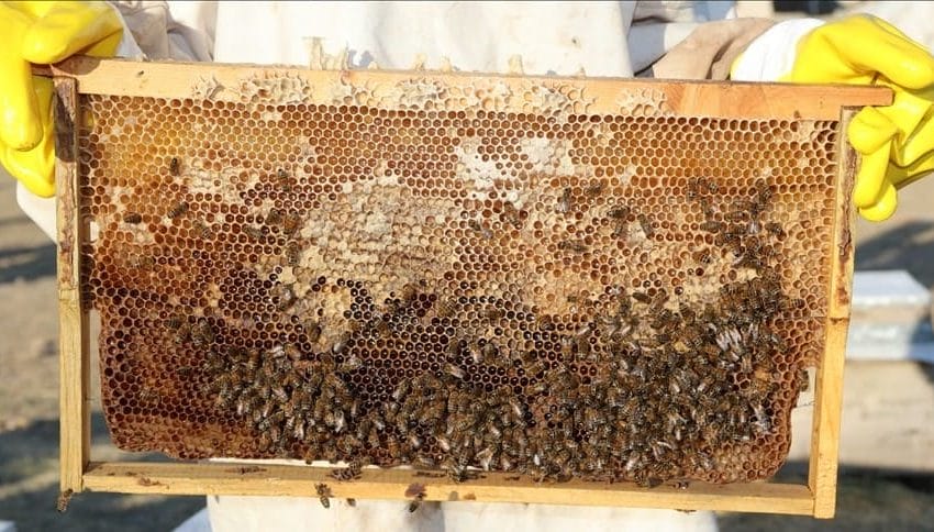 إنتاج العسل التركي بدعم حكومي في شانلي أورفة 2021