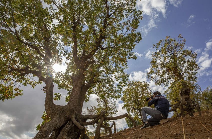 إنقاذ 1.1 مليون هكتار من التصحر في تركيا خلال 18 عاماً