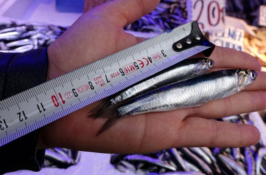  صادرات سمك همسي التركي ترتفع 77% عام 2021
