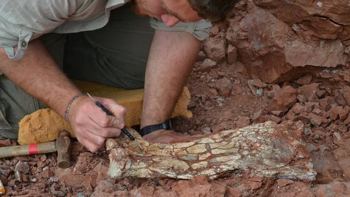 باحثون يكتشفون حفرية جديدة لأضخم أنواع الزواحف المجنحة على الإطلاق
